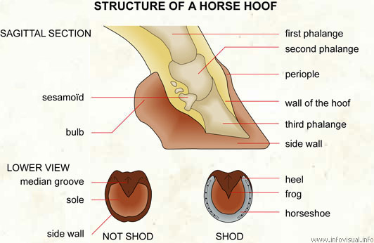 Structure of a horse hoof